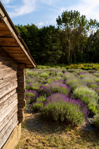 Vecchia casa ad alto angolo e campo di lavanda