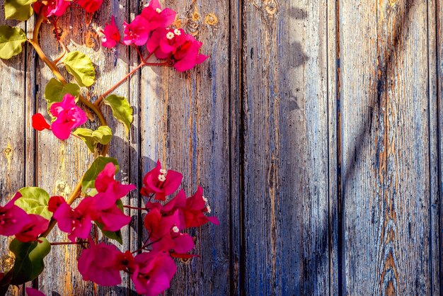 Vecchia porta di legno con bougainvillea