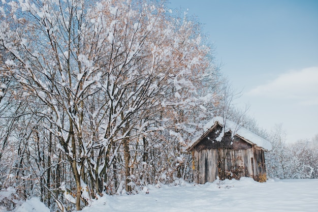 Vecchio fienile in legno in un campo coperto di alberi e neve sotto la luce del sole di giorno