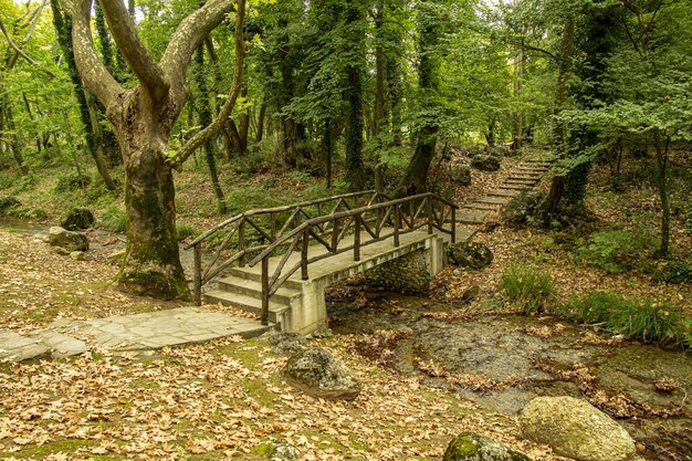 Vecchio ponte di legno su un fiume in una foresta con alberi