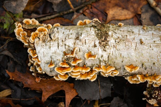 Vecchio tronco di albero morto caduto con funghi che crescono su di esso