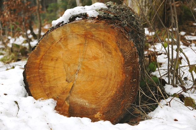 Vecchio tronco tagliato coperto di muschio e neve nella foresta di inverno