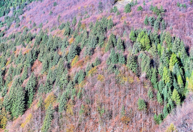 Veduta dall'alto di alberi verdi e piante viola che crescono sulle colline