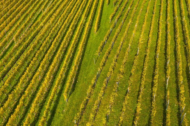 Veduta dall'alto di un campo coperto di erba e fiori colorati sotto la luce del sole