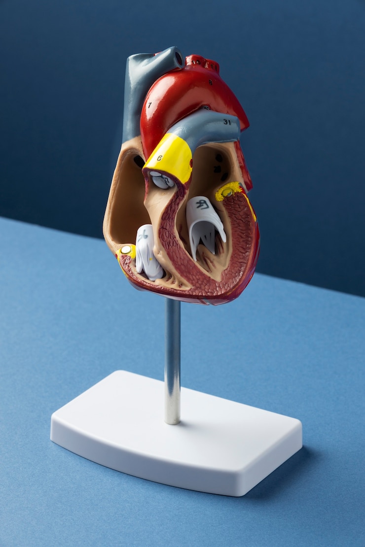 Foto gratuito veduta del modello anatomico del cuore per scopi educativi