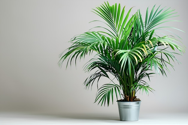 Veduta di specie di palme con fogliame verde