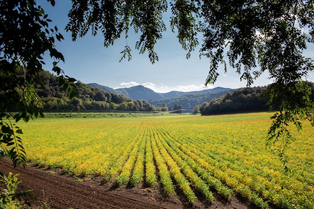 Veduta di un campo coltivato al tramonto