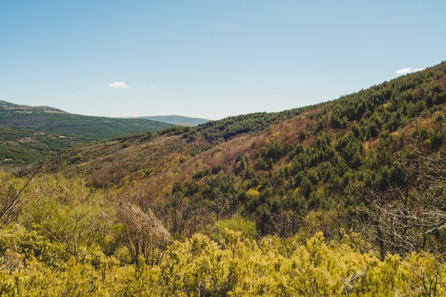 Vegetazione in ambiente collinare