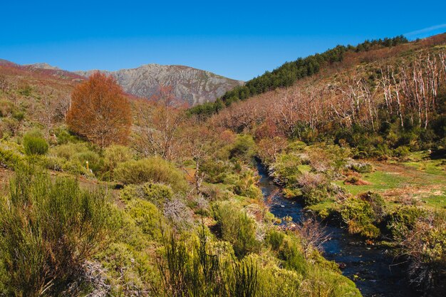 Vegetazione nell&#39;ambiente montano