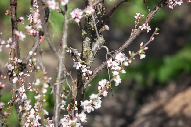 Vegetazione piante naturali nel parco