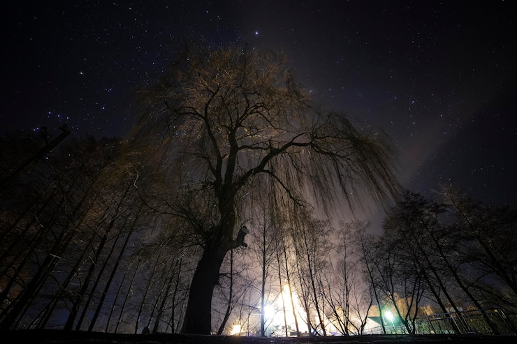 Foto gratuito vegetazione piante naturali nel parco
