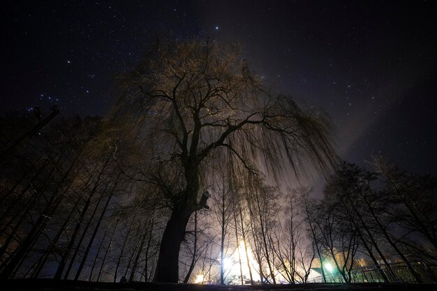 Vegetazione piante naturali nel parco