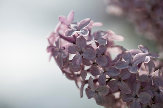 Vegetazione piante naturali nel parco