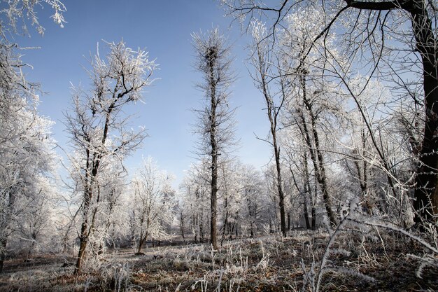 Vegetazione piante naturali nel parco