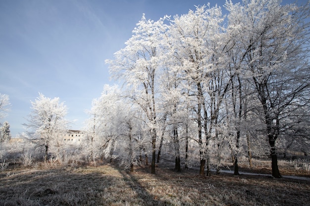 Vegetazione piante naturali nel parco