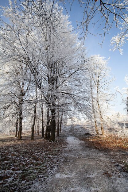 Vegetazione piante naturali nel parco