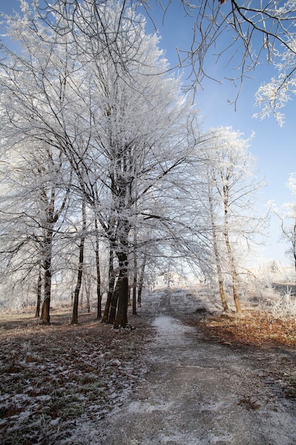 Vegetazione piante naturali nel parco