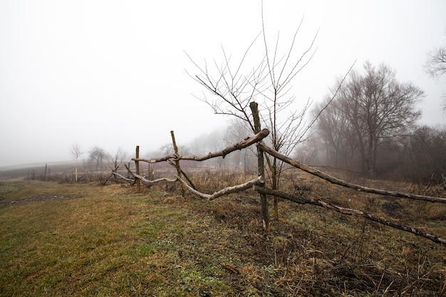 Vegetazione piante naturali nel parco