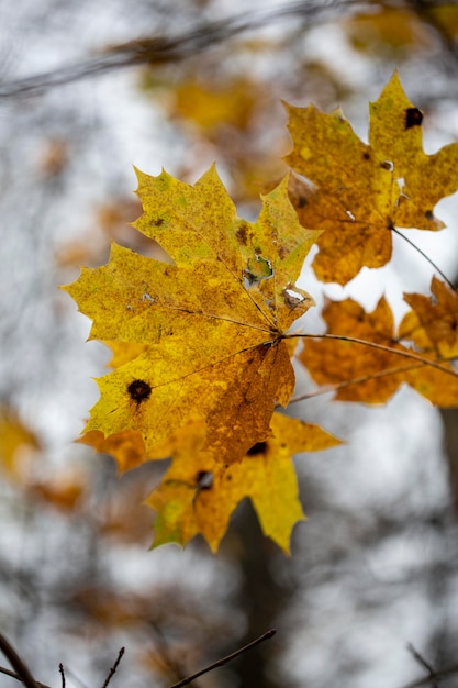 Vegetazione piante naturali nel parco