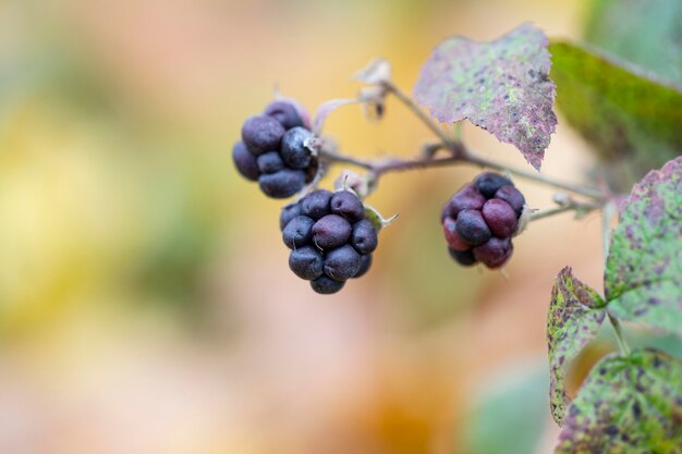 Vegetazione piante naturali nel parco