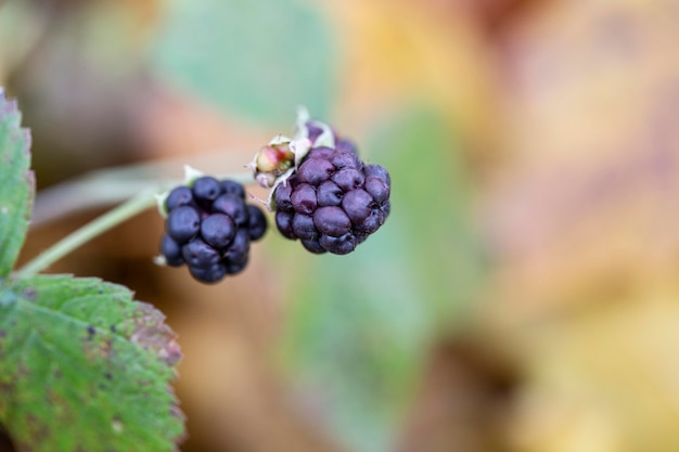 Vegetazione piante naturali nel parco