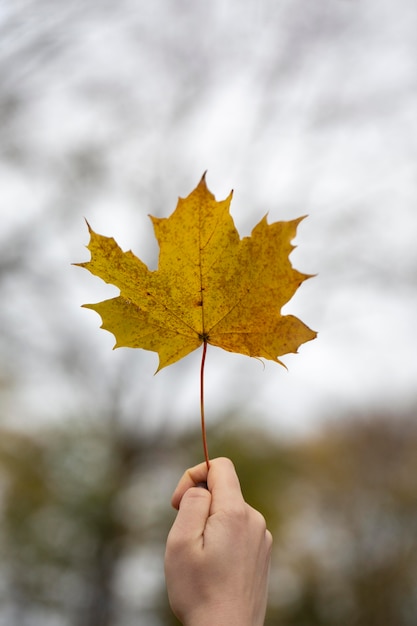 Vegetazione piante naturali nel parco