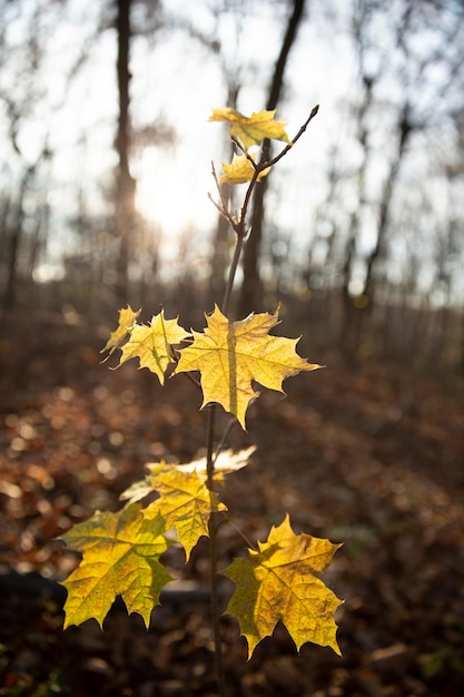 Vegetazione piante naturali nel parco