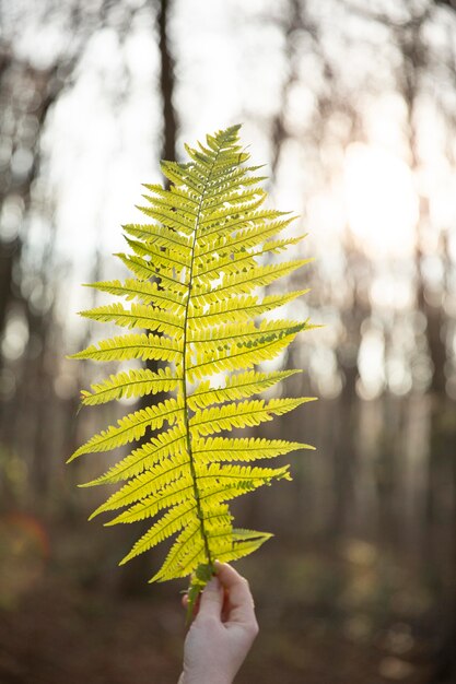 Vegetazione piante naturali nel parco