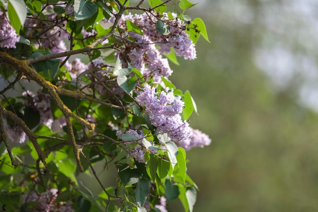 Vegetazione piante naturali nel parco