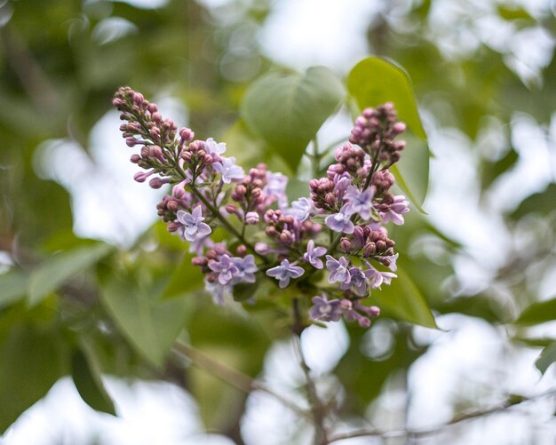 Vegetazione piante naturali nel parco