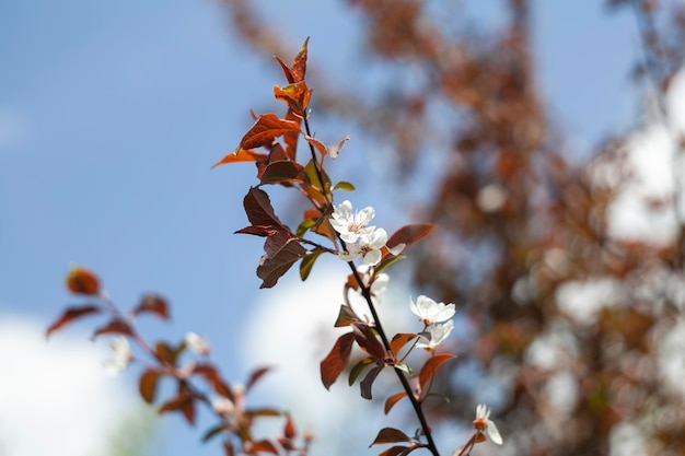 Vegetazione piante naturali nel parco