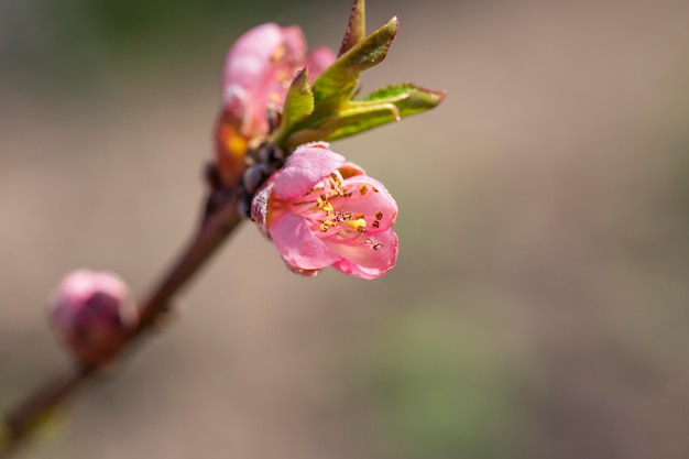 Vegetazione piante naturali nel parco