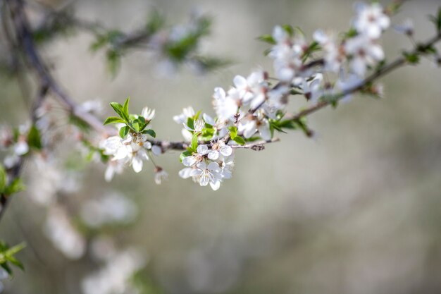 Vegetazione piante naturali nel parco