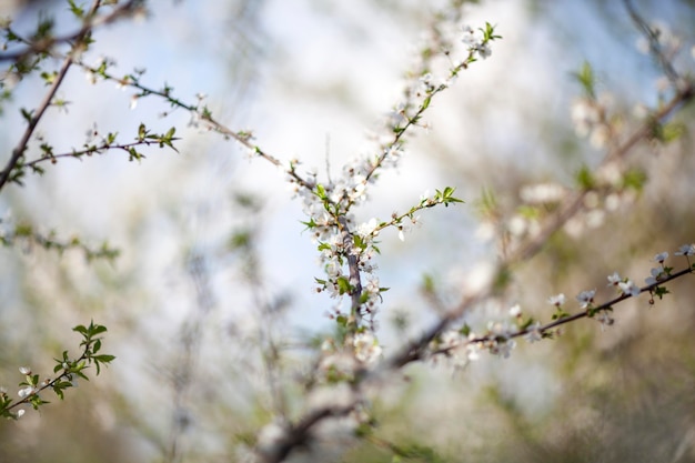 Vegetazione piante naturali nel parco