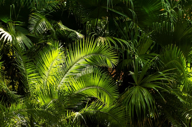 Vegetazione tropicale e piante