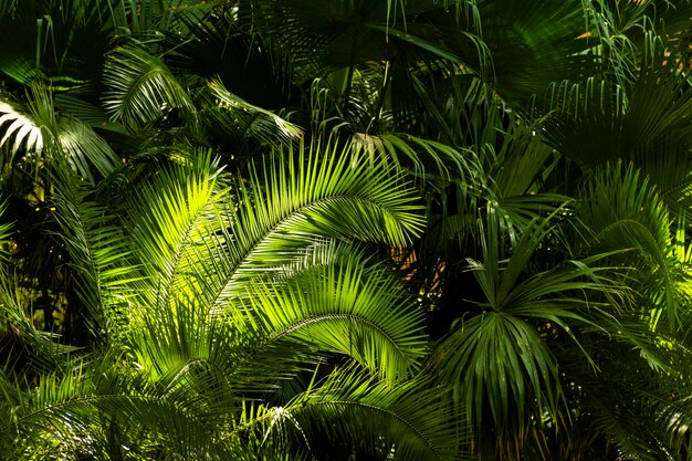 Vegetazione tropicale e piante