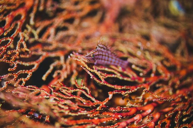 Ventilatore di mare con un pesce rosa