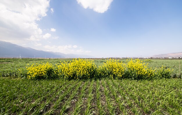 Verde paesaggio prato