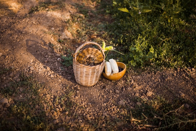 Verdure raccolte nel cestino e ciotola