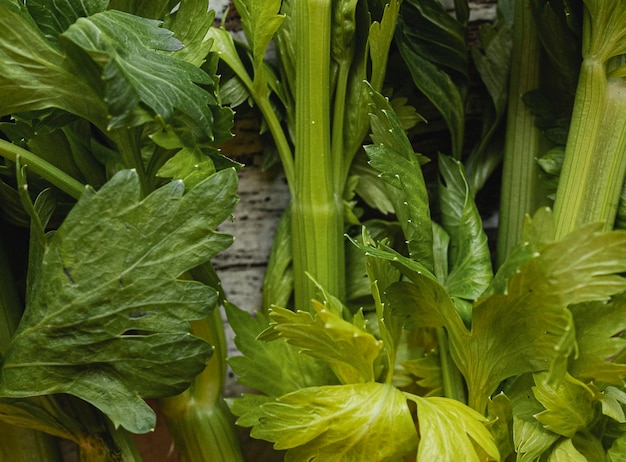 Verdure verdi fresche di parley del primo piano