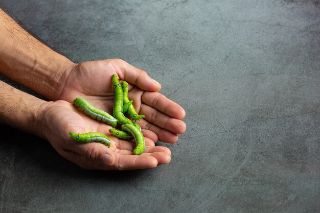 vermi verdi nelle mani dell'uomo