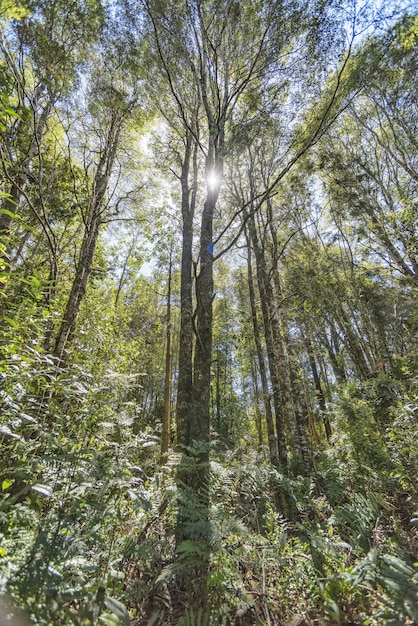 Verticale del sole che splende su una foresta piena di alberi ad alto fusto