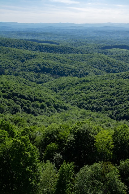 Verticale della foresta verde nelle colline di Kordun in Croazia