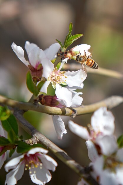 Verticale di un'ape su un fiore di albicocca in un giardino sotto la luce del sole