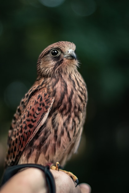 Verticale di un falco sulla mano di una persona