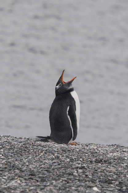 Verticale di un pinguino gentoo che sbadiglia mentre in piedi sulla riva pietrosa dell'oceano