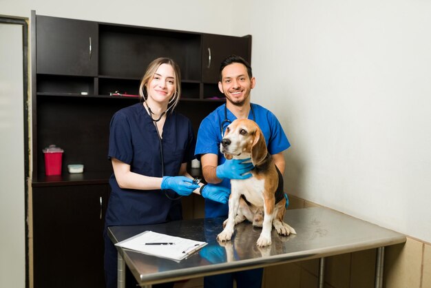 Veterinari caucasici e ispanici sorridono mentre esaminano un cane beagle al tavolo degli esami. Veterinari felici con stetoscopi che lavorano su un animale domestico sano