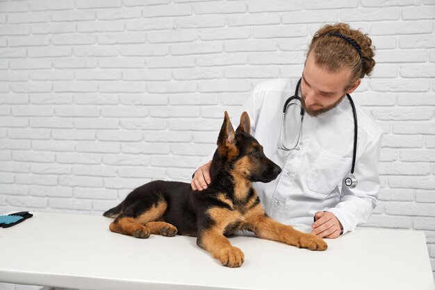 Veterinario che accarezza la schiena del cane e il calmante alsaziano