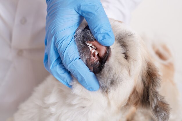 Veterinario che controlla i denti di cane, cane arrabbiato lanuginoso che è esaminato nella clinica veterinaria