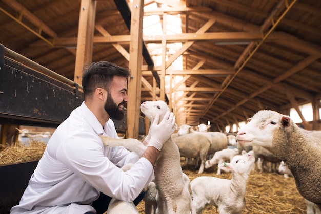 Veterinario che si prende cura degli agnelli all'allevamento di pecore